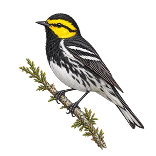Naturalistic illustration of a Golden-cheeked Warbler on a juniper twig