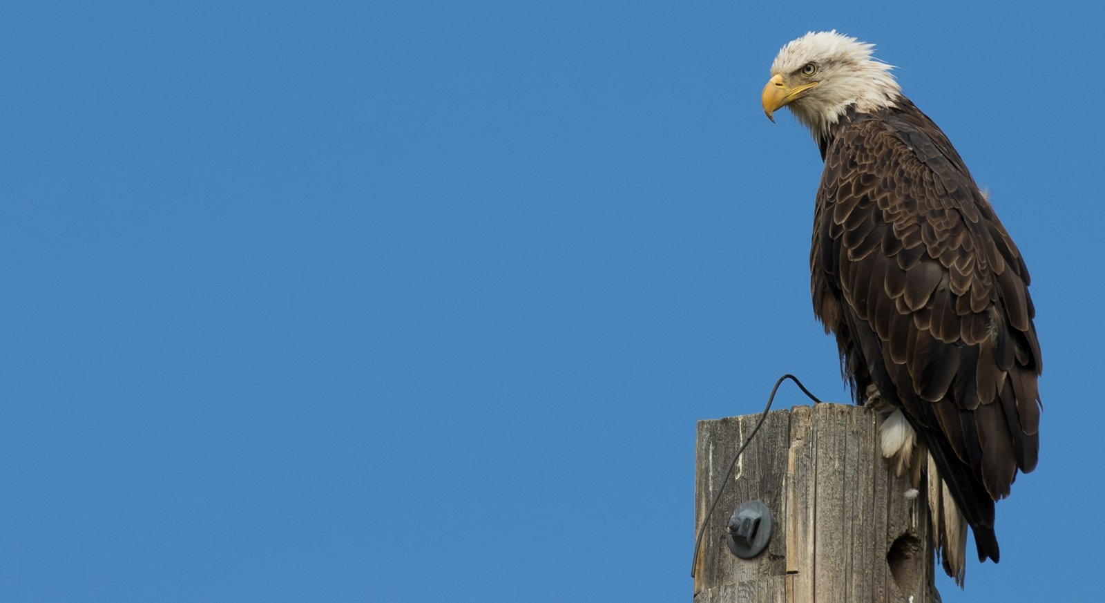 Adult bald eagle perched on a utility pole beneath an open blue sky.