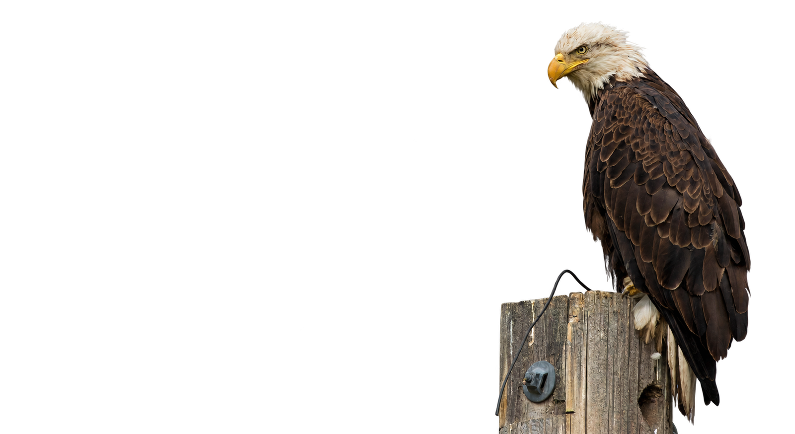 Adult bald eagle perched on a wooden utility pole.