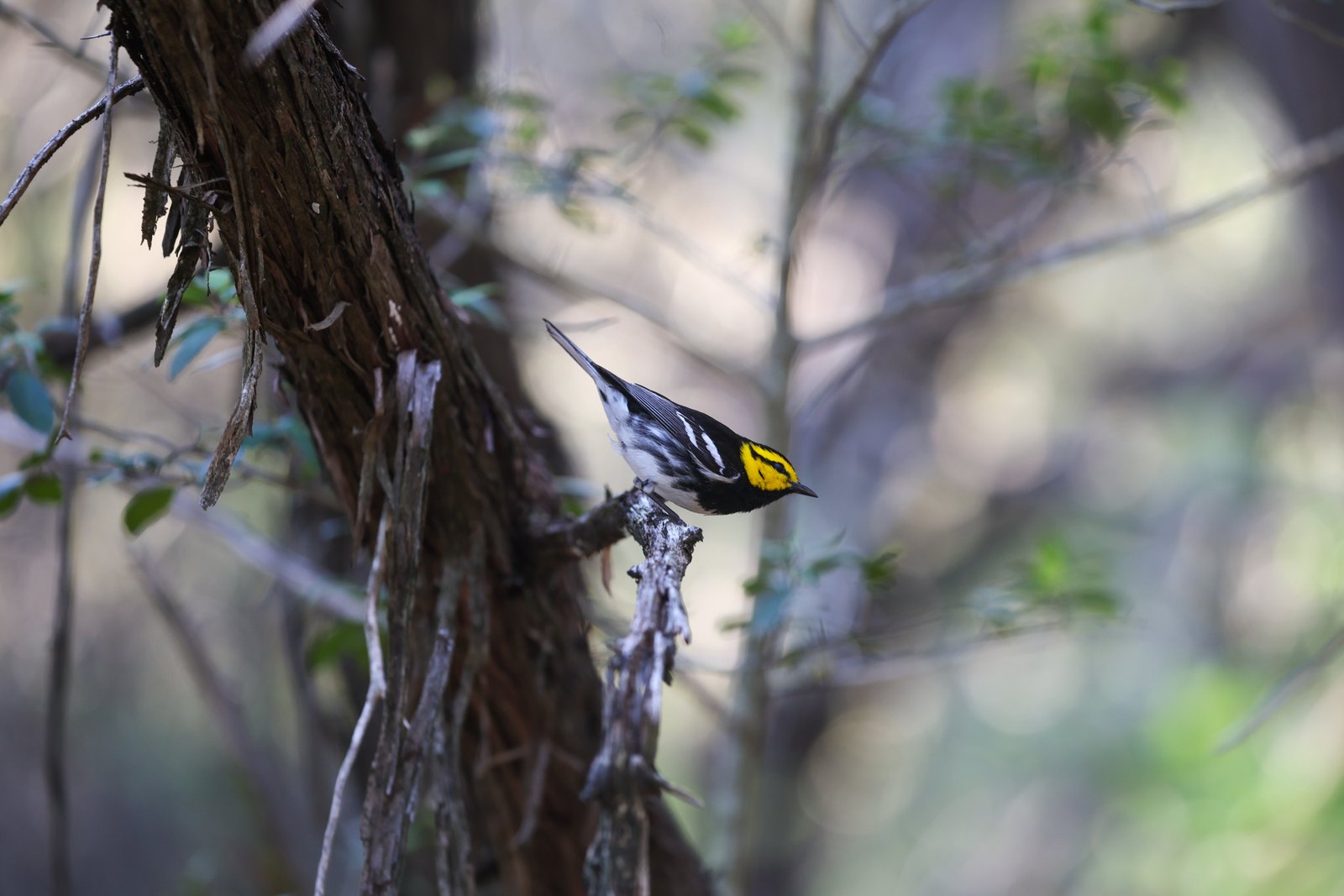 Golden-cheeked Warbler perched beside a tree trunk