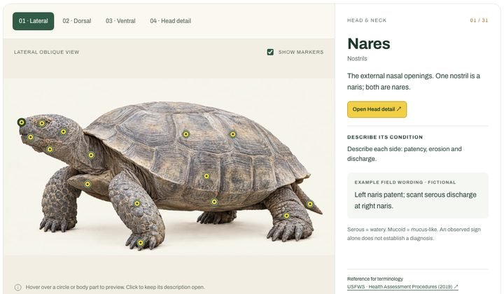 Desert tortoise anatomy reference